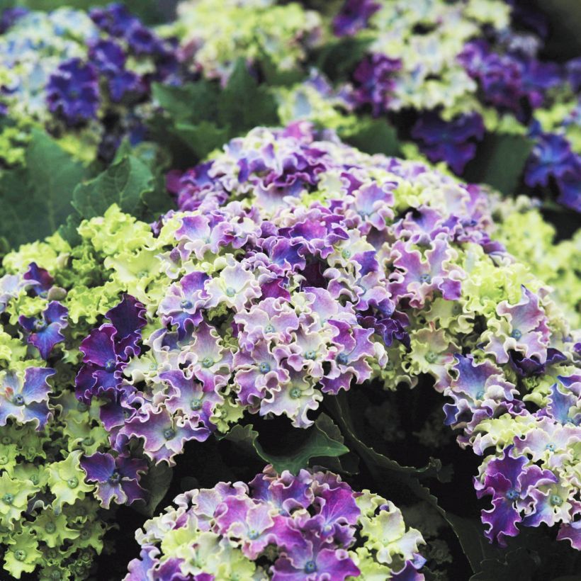 Hortensia macrophylla Curly Sparkle Blue - Hydrangea (Floración)