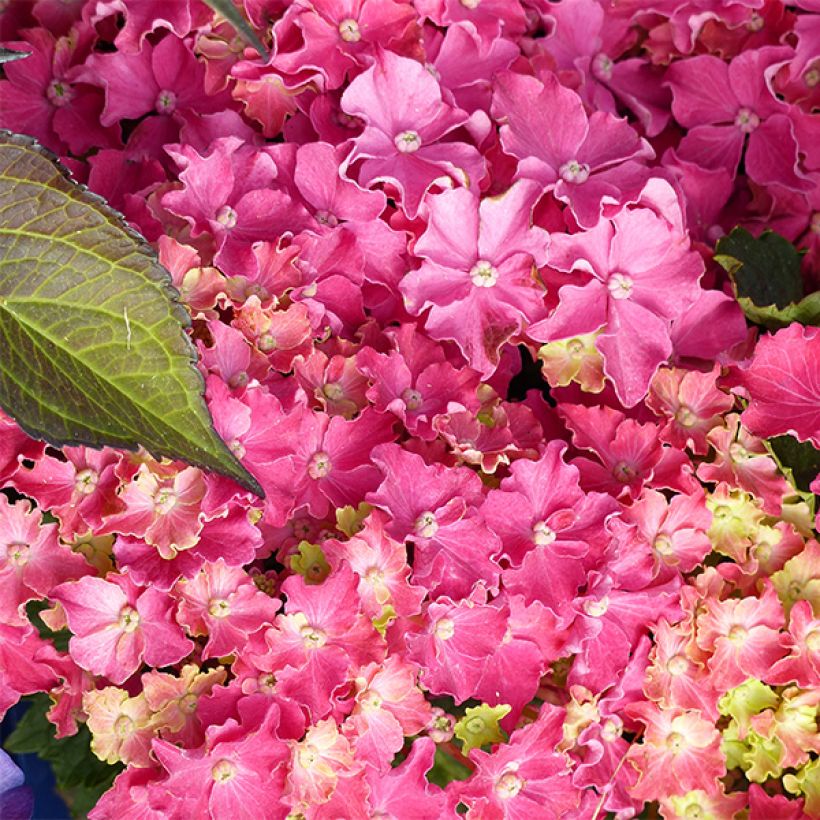 Hortensia macrophylla Curly Sparkle Red - Hydrangea (Floración)