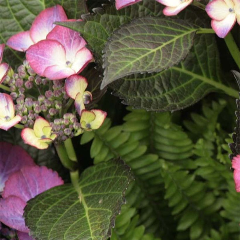 Hortensia macrophylla Dark Angel Purple - Hydrangea (Follaje)