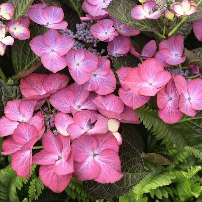 Hortensia macrophylla Dark Angel Purple - Hydrangea (Floración)