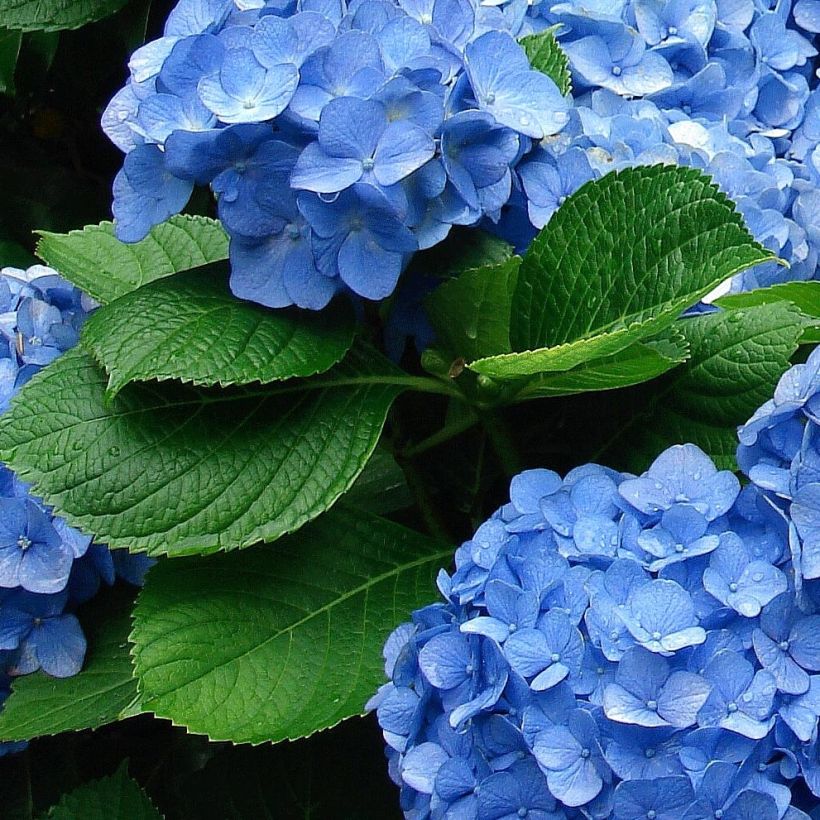 Hortensia macrophylla Deutschland - Hydrangea (Follaje)