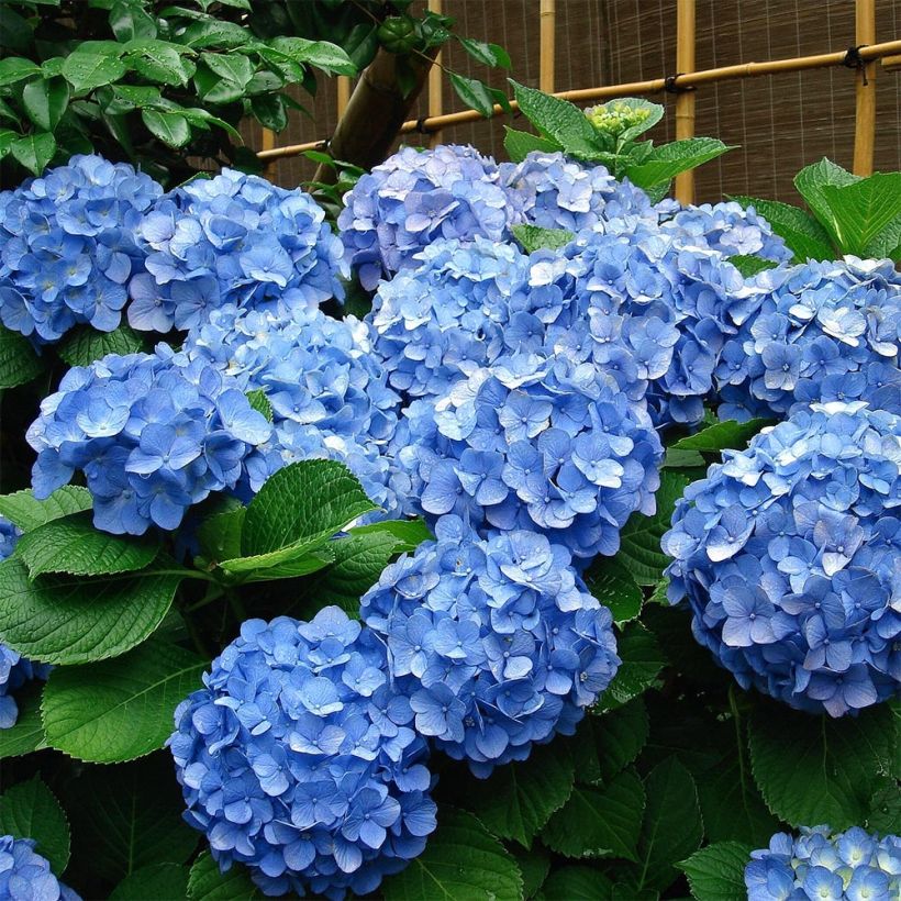 Hortensia macrophylla Deutschland - Hydrangea (Porte)