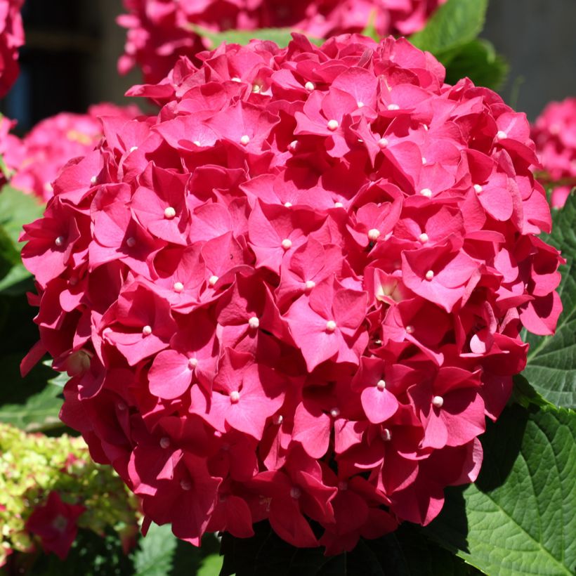 Hortensia macrophylla Deutschland - Hydrangea (Floración)