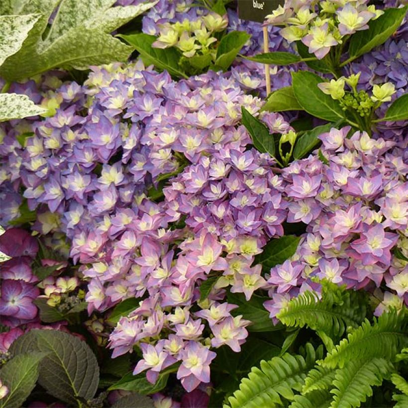 Hortensia macrophylla Double Dutch Blue - Hydrangea (Floración)