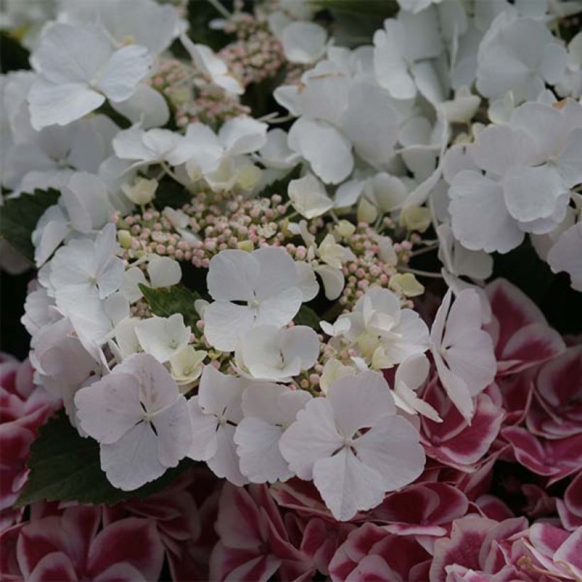 Hortensia macrophylla Rendez-Vous Elegance - Hydrangea (Floración)