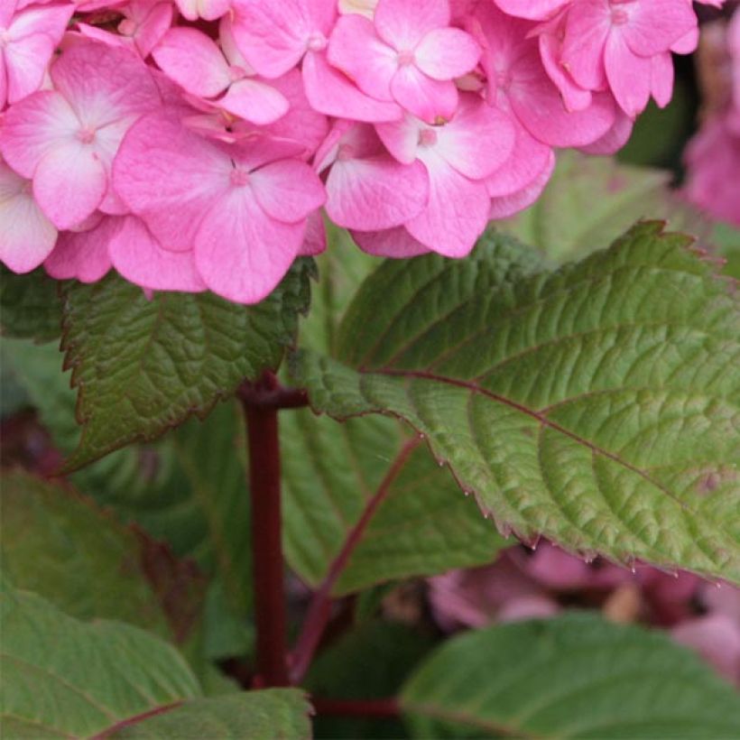 Hortensia macrophylla Endless Summer Bloomstar - Hydrangea (Follaje)