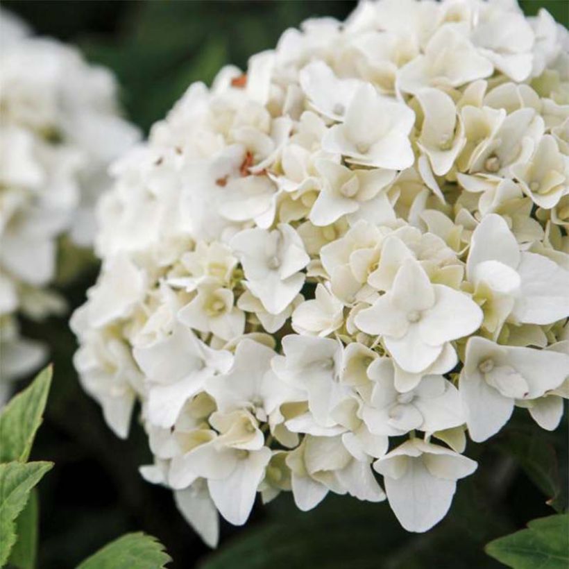 Hortensia macrophylla Endless Summer The Bride - Hydrangea (Floración)