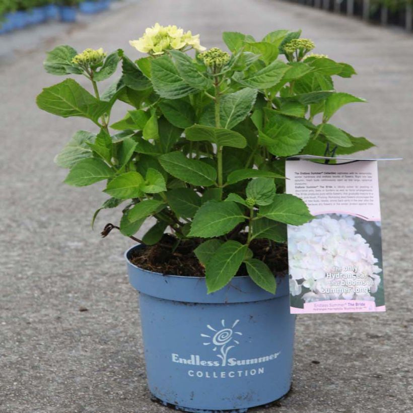 Hortensia macrophylla Endless Summer The Bride - Hydrangea (Porte)