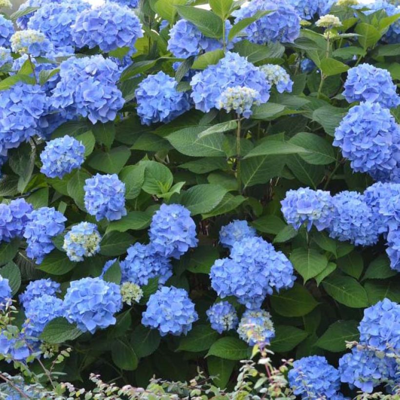 Hortensia macrophylla Endless Summer The Original Blue - Hydrangea (Floración)