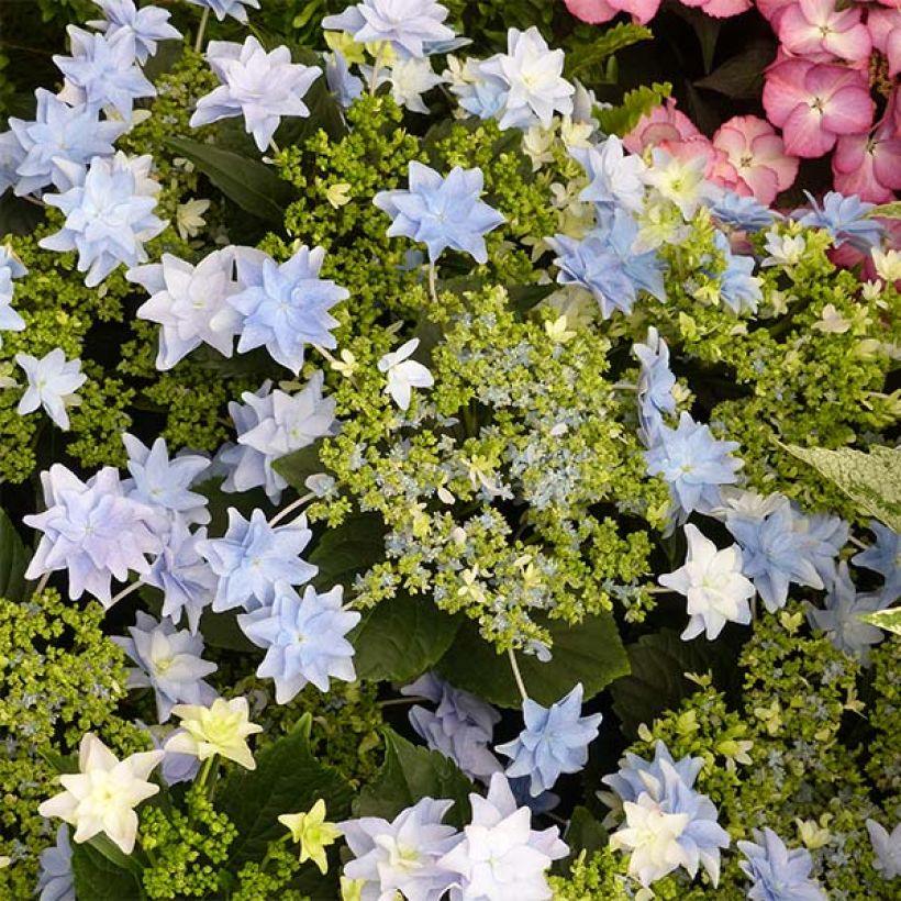 Hortensia macrophylla Fireworks Blue - Hydrangea (Floración)