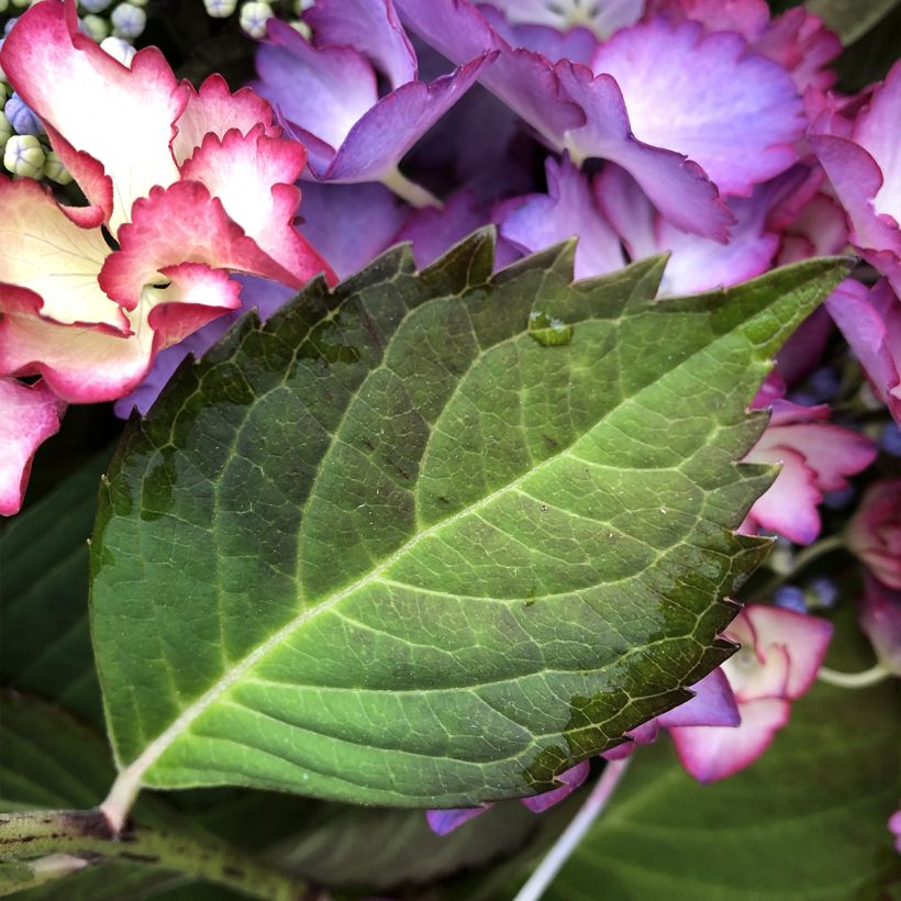 Hortensia macrophylla Rendez-Vous French Cancan - Hydrangea (Follaje)