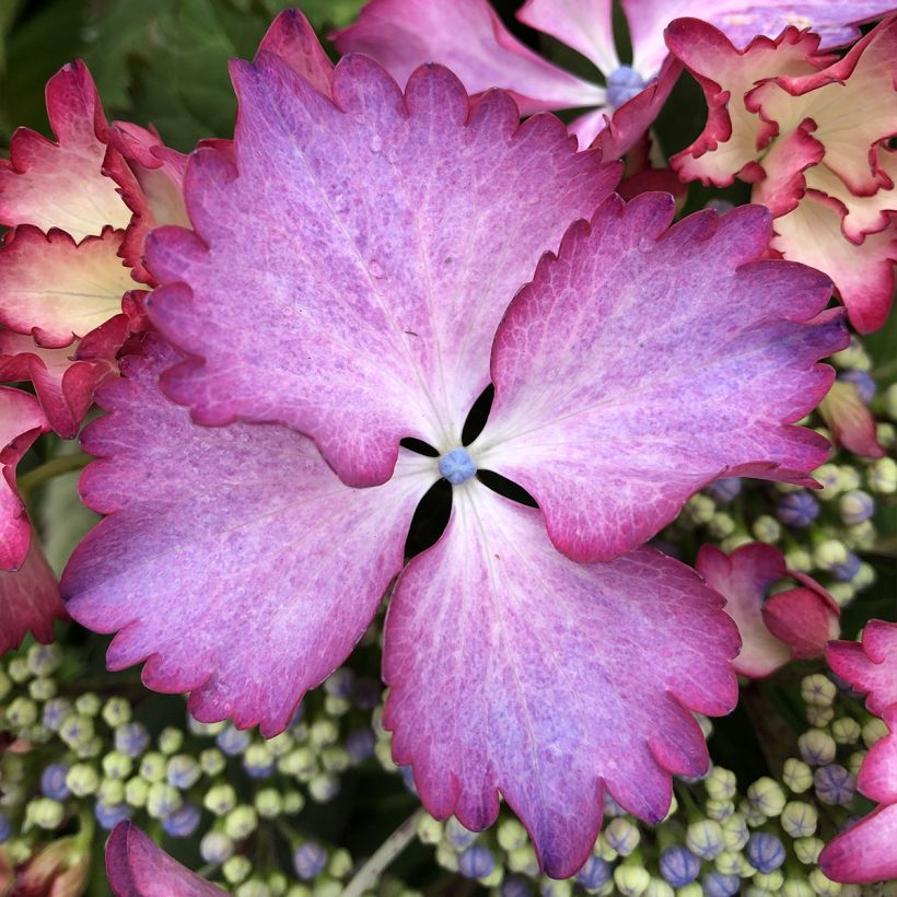 Hortensia macrophylla Rendez-Vous French Cancan - Hydrangea (Floración)