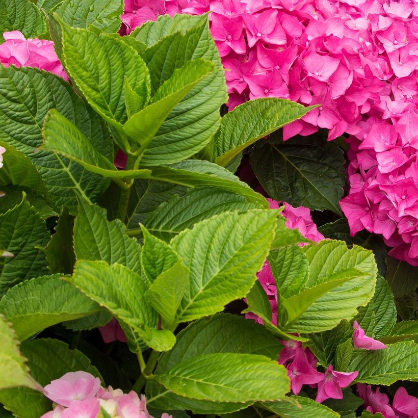 Hortensia macrophylla Freudenstein (ScP) - Hydrangea (Follaje)