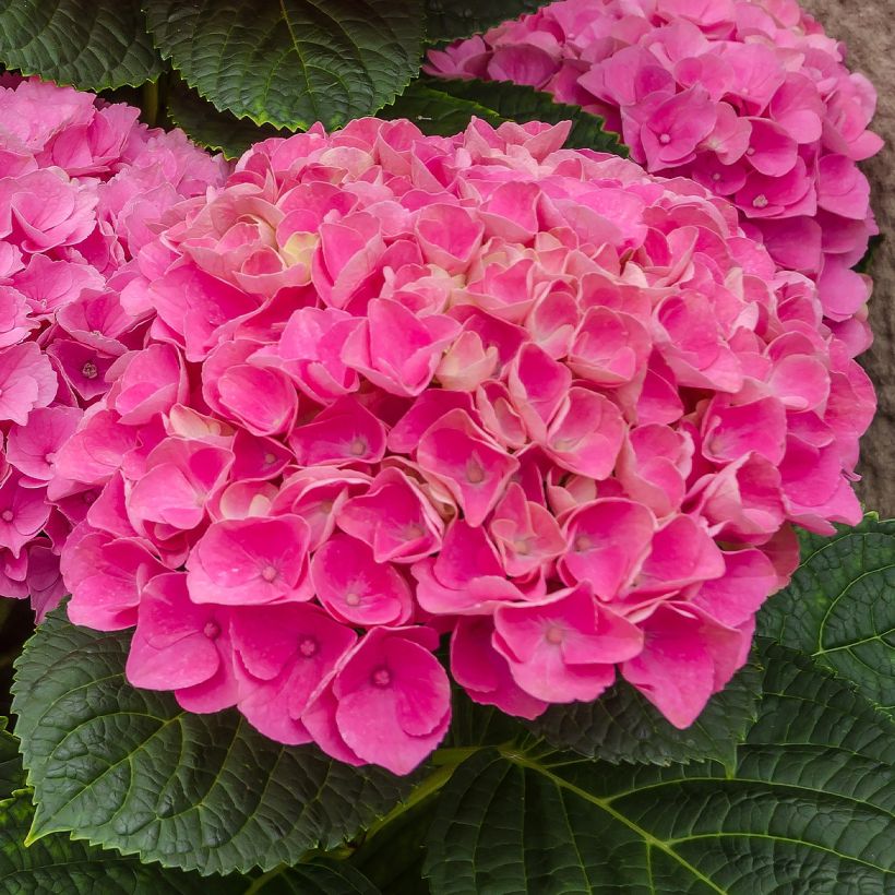 Hortensia macrophylla Freudenstein (ScP) - Hydrangea (Floración)