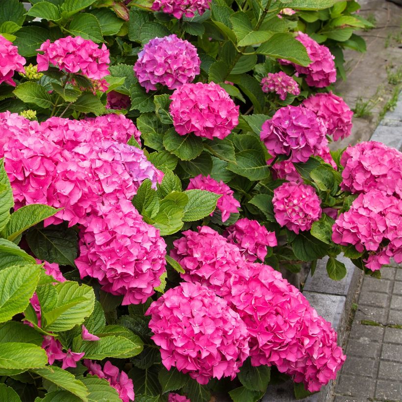 Hortensia macrophylla Freudenstein (ScP) - Hydrangea (Porte)