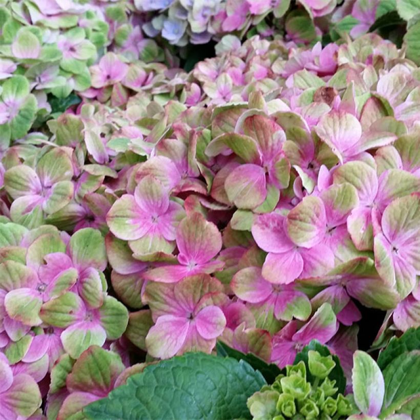 Hortensia macrophylla Magical Amethyst - Hydrangea (Floración)