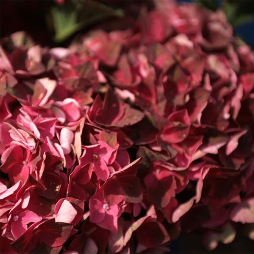 Hortensia macrophylla Magical Crimson - Hydrangea (Floración)