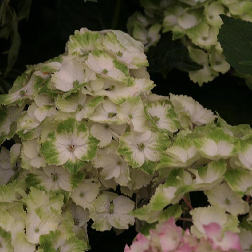 Hortensia macrophylla Magical Noblesse - Hydrangea (Floración)