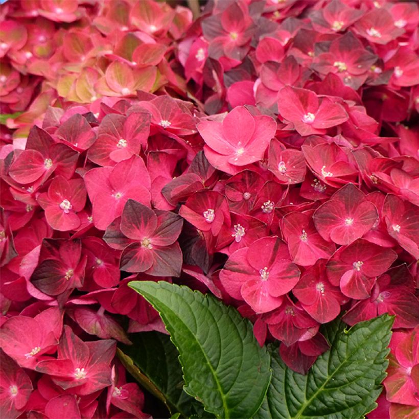 Hortensia macrophylla Magical Ruby Tuesday - Hydrangea (Floración)