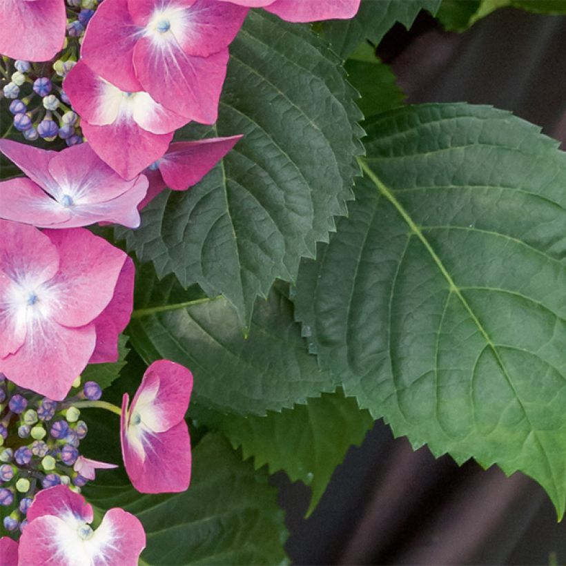 Hortensia macrophylla Mousmee - Hydrangea (Follaje)