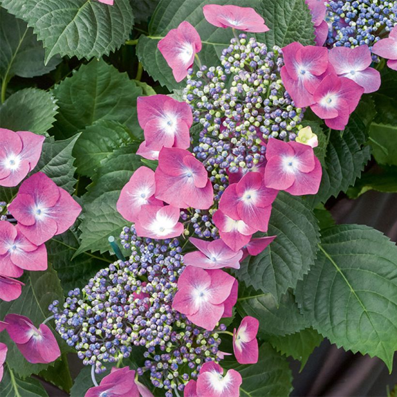 Hortensia macrophylla Mousmee - Hydrangea (Floración)