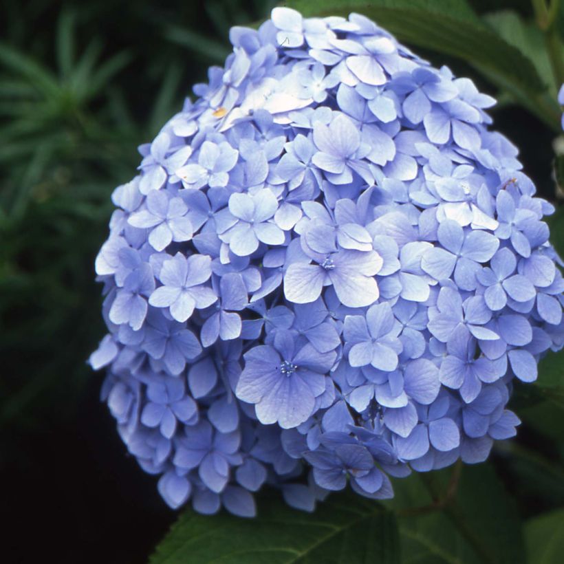 Hortensia macrophylla Mousseline - Hydrangea (Floración)