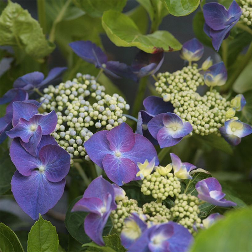 Hortensia macrophylla Nachtigall - Hydrangea (Floración)