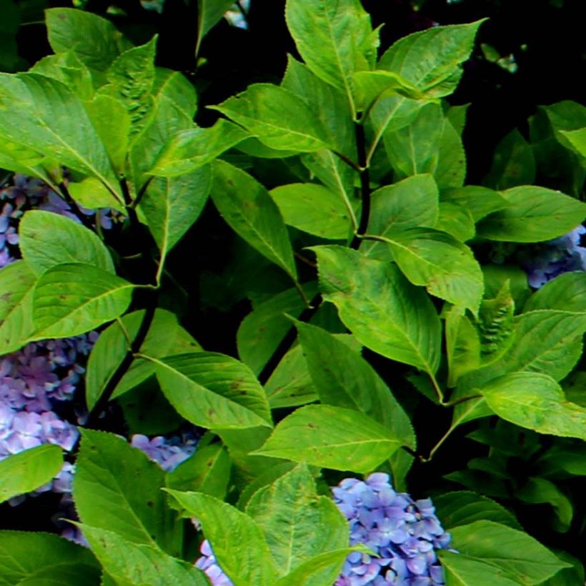 Hortensia macrophylla Nigra - Hydrangea (Follaje)