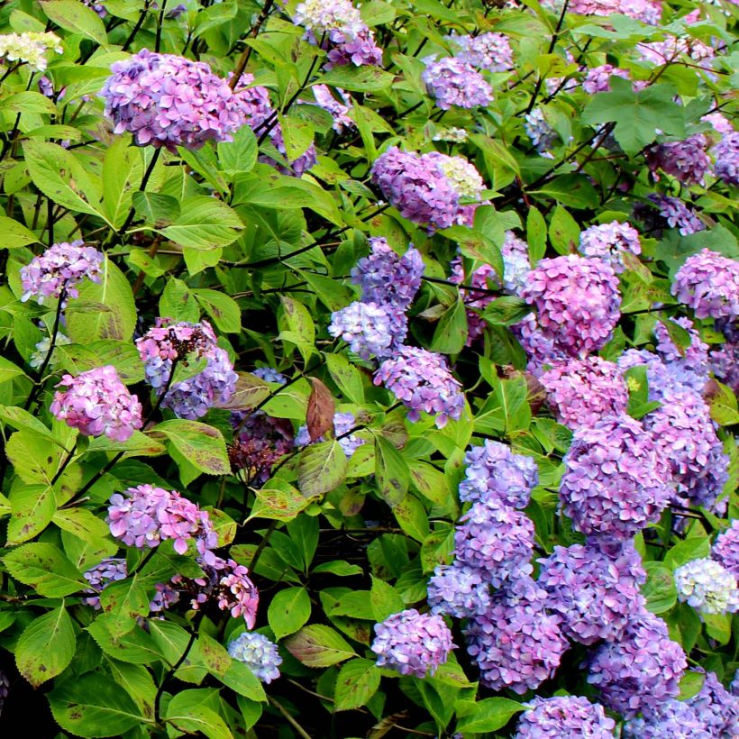 Hortensia macrophylla Nigra - Hydrangea (Floración)