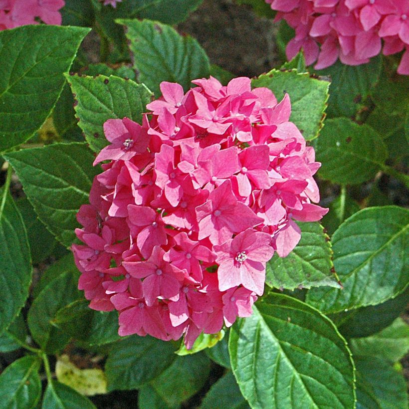 Hortensia macrophylla Pia - Hydrangea (Floración)