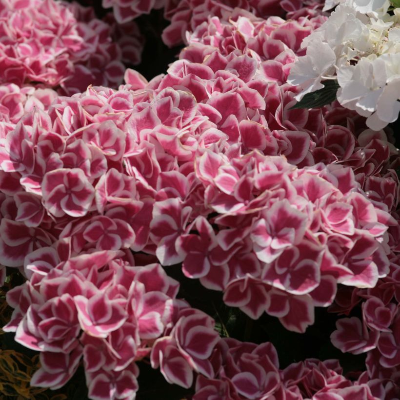 Hortensia macrophylla Red Ace - Hydrangea (Floración)