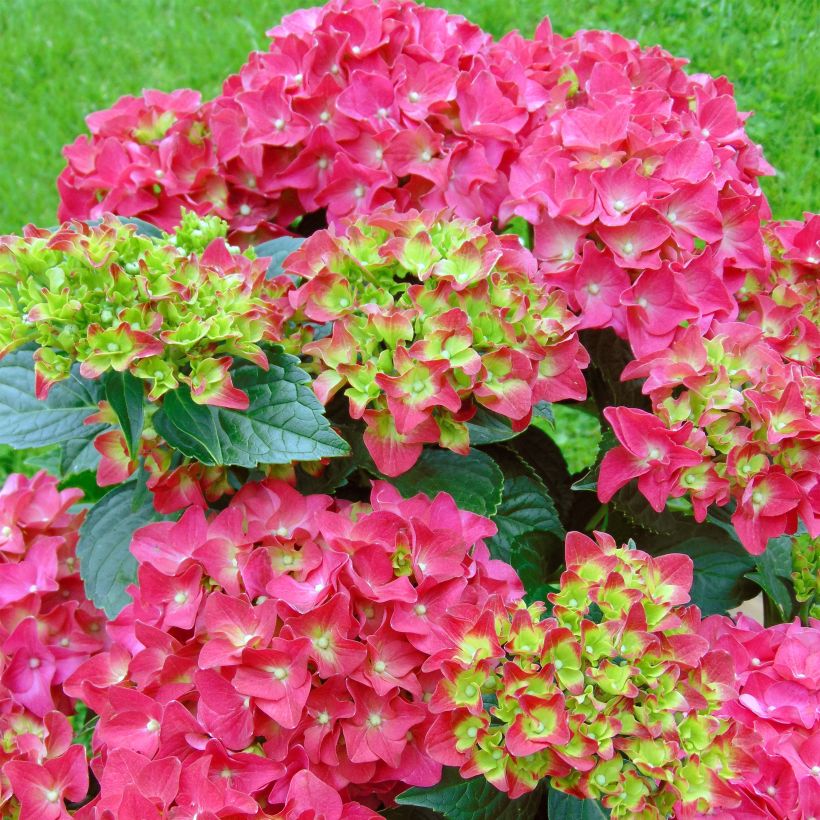 Hortensia macrophylla Music Collection Red Reggae - Hydrangea (Floración)