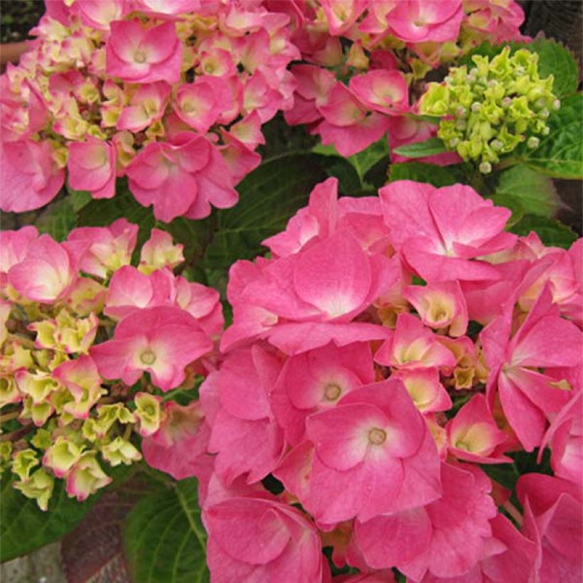 Hortensia macrophylla Rosita - Hydrangea (Floración)