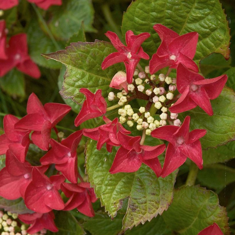 Hortensia macrophylla Rotschwanz - Hydrangea (Floración)