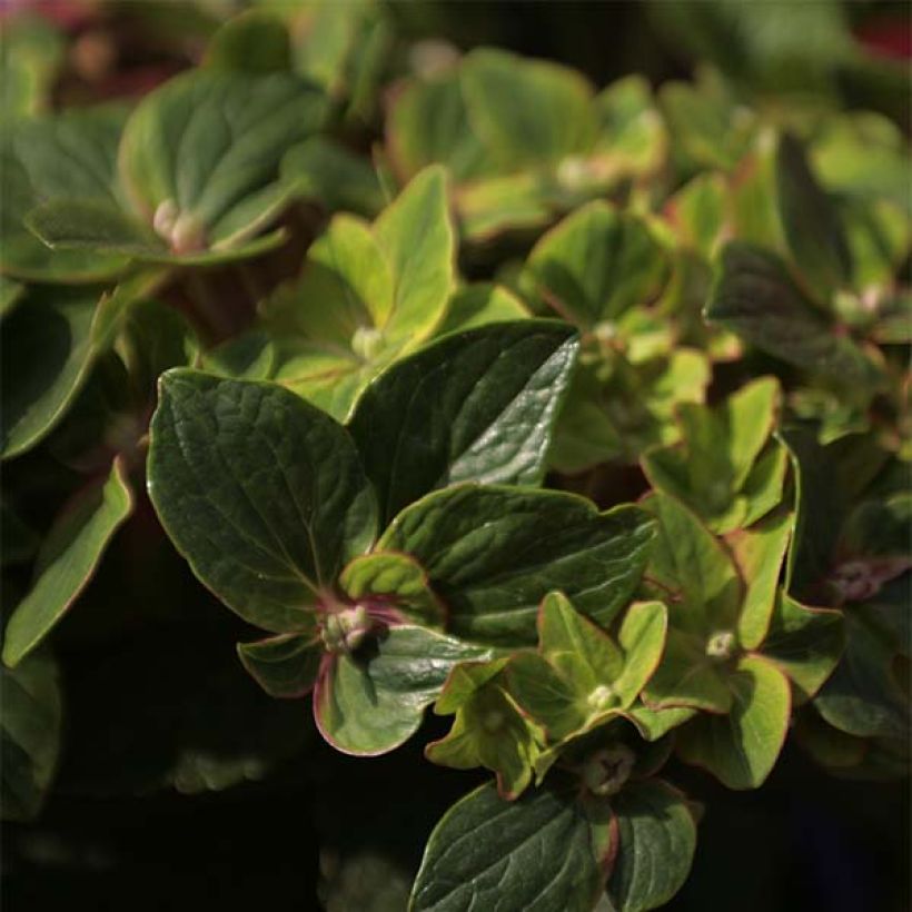 Hortensia macrophylla Schloss Wackerbarth - Hydrangea (Follaje)