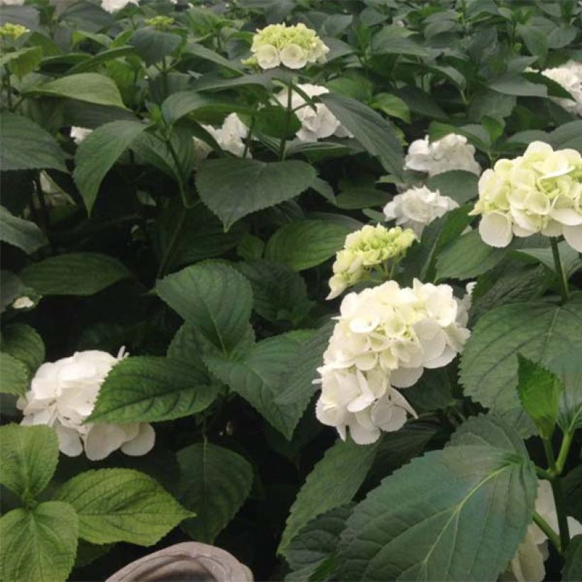 Hortensia macrophylla Schneeball - Hydrangea (Follaje)