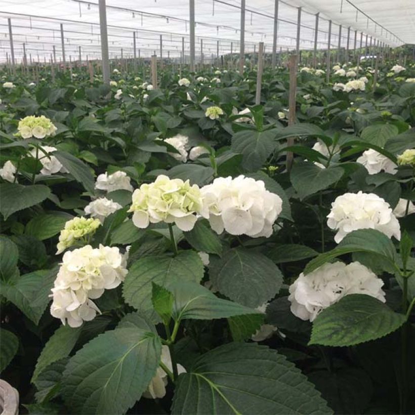 Hortensia macrophylla Schneeball - Hydrangea (Floración)