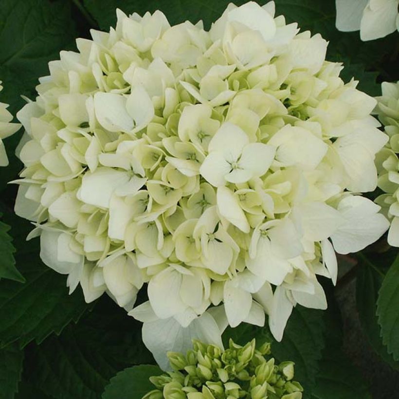 Hortensia macrophylla Soeur Thérèse - Hydrangea (Floración)