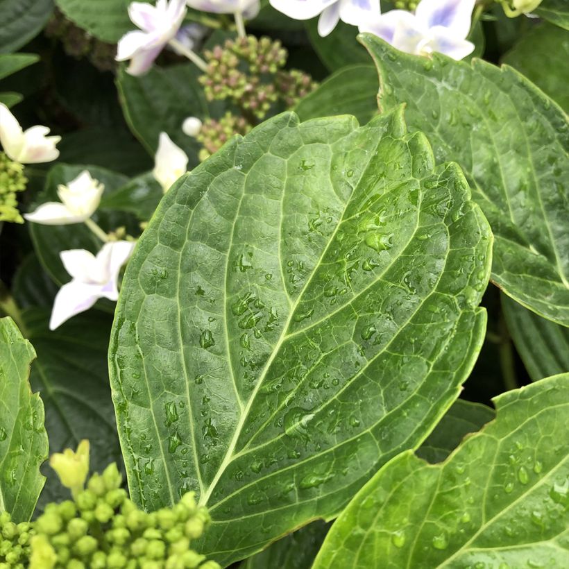 Hortensia macrophylla Stargazer - Hydrangea (Follaje)