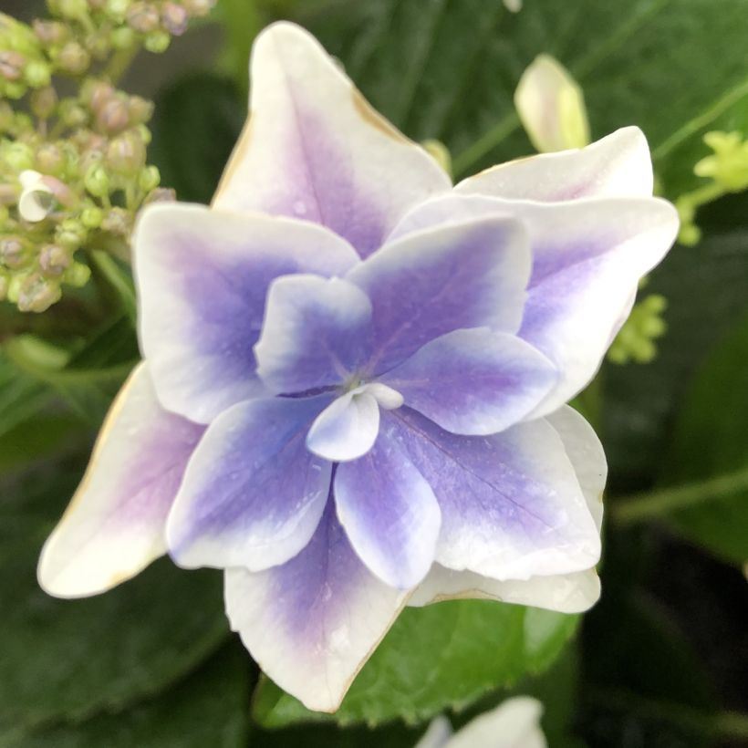 Hortensia macrophylla Stargazer - Hydrangea (Floración)