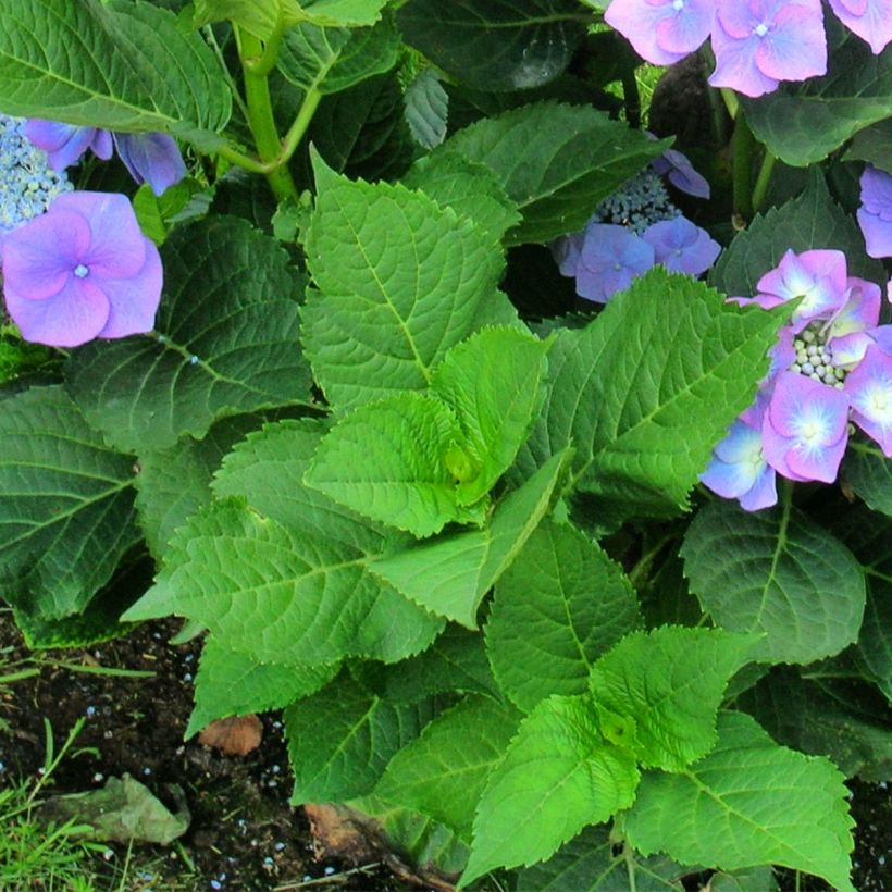 Hortensia macrophylla Teller Blue - Hydrangea (Follaje)