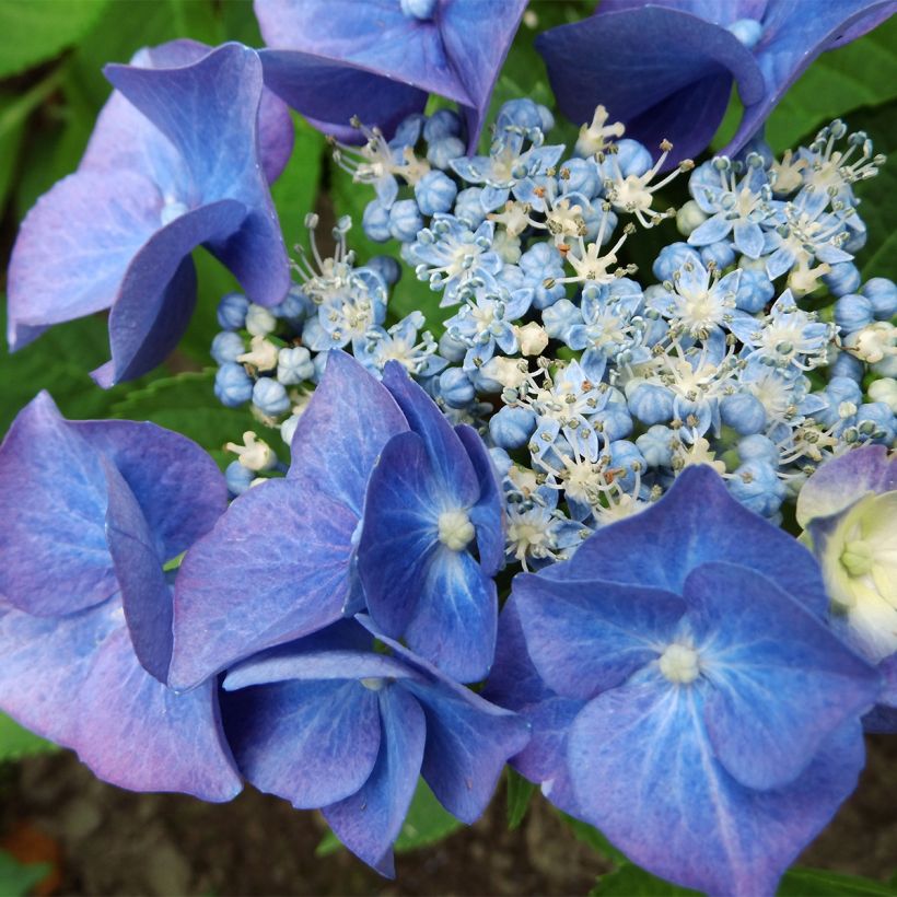 Hortensia macrophylla Teller Blue - Hydrangea (Floración)