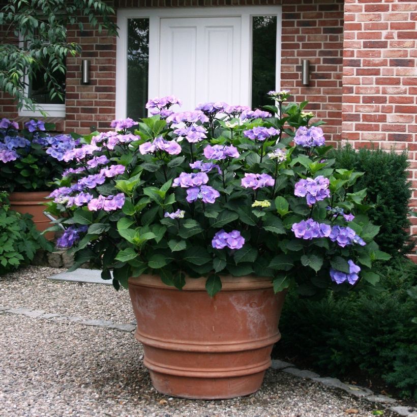 Hortensia macrophylla Teller Blue - Hydrangea (Porte)