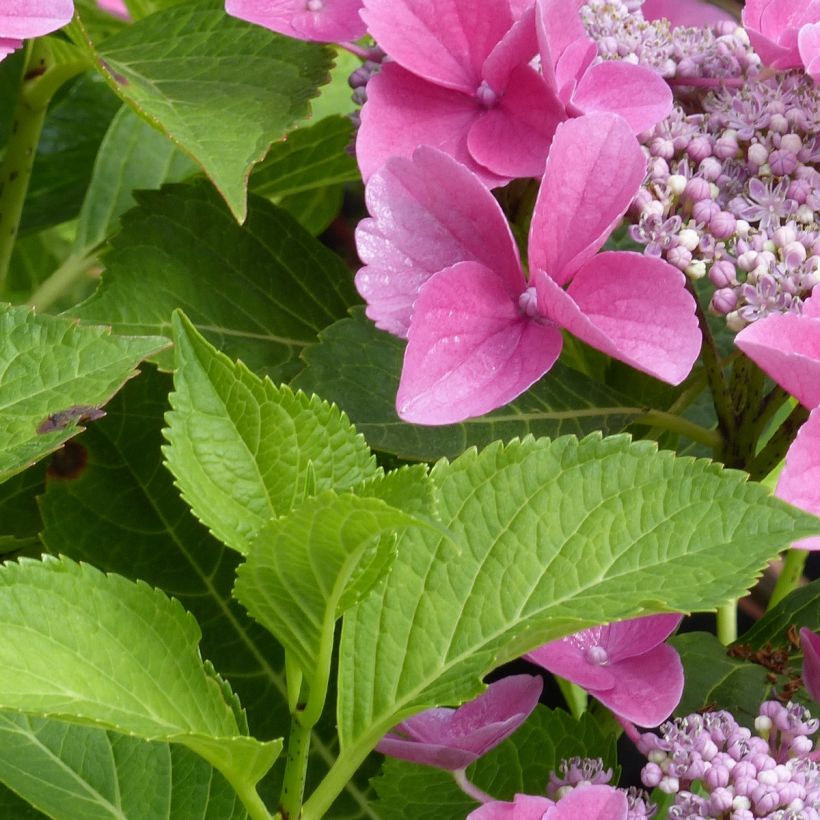 Hortensia macrophylla Teller Pink - Hydrangea (Follaje)