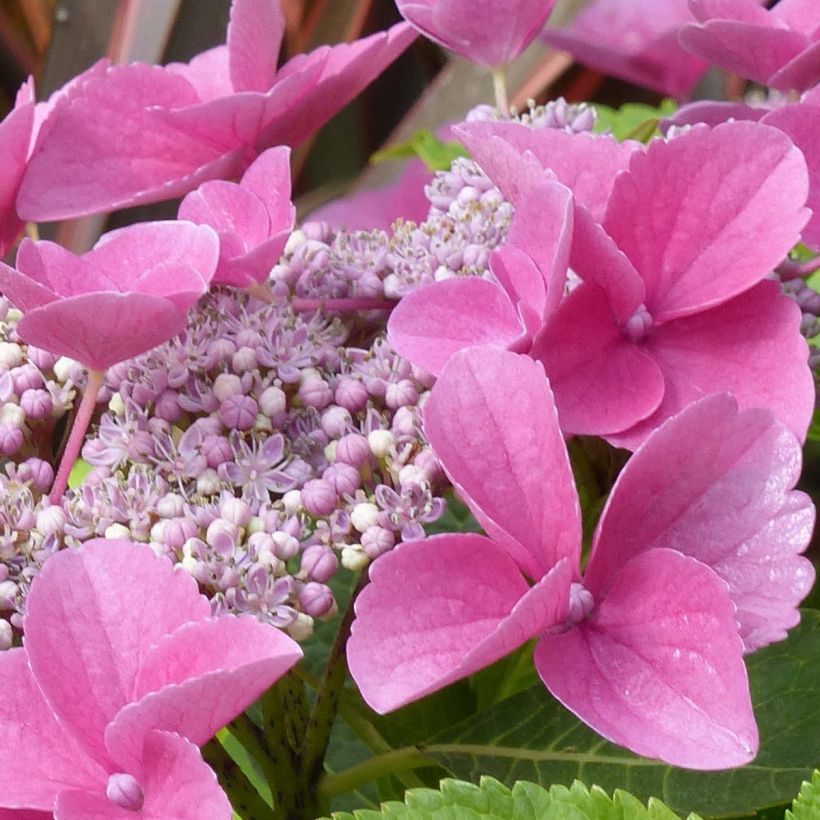 Hortensia macrophylla Teller Pink - Hydrangea (Floración)