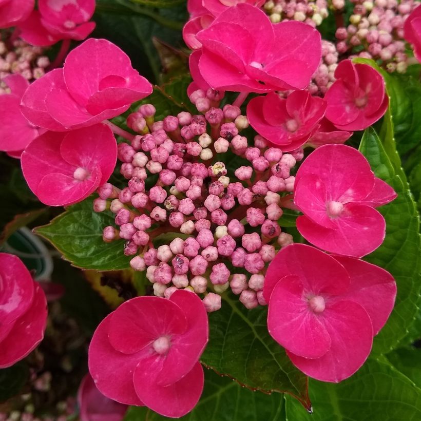 Hortensia macrophylla Teller Red - Hydrangea (Floración)