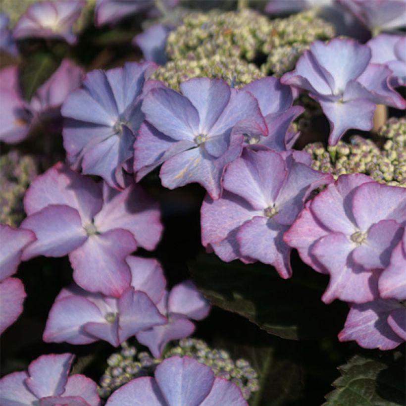 Hortensia macrophylla Tiffany - Hydrangea (Floración)