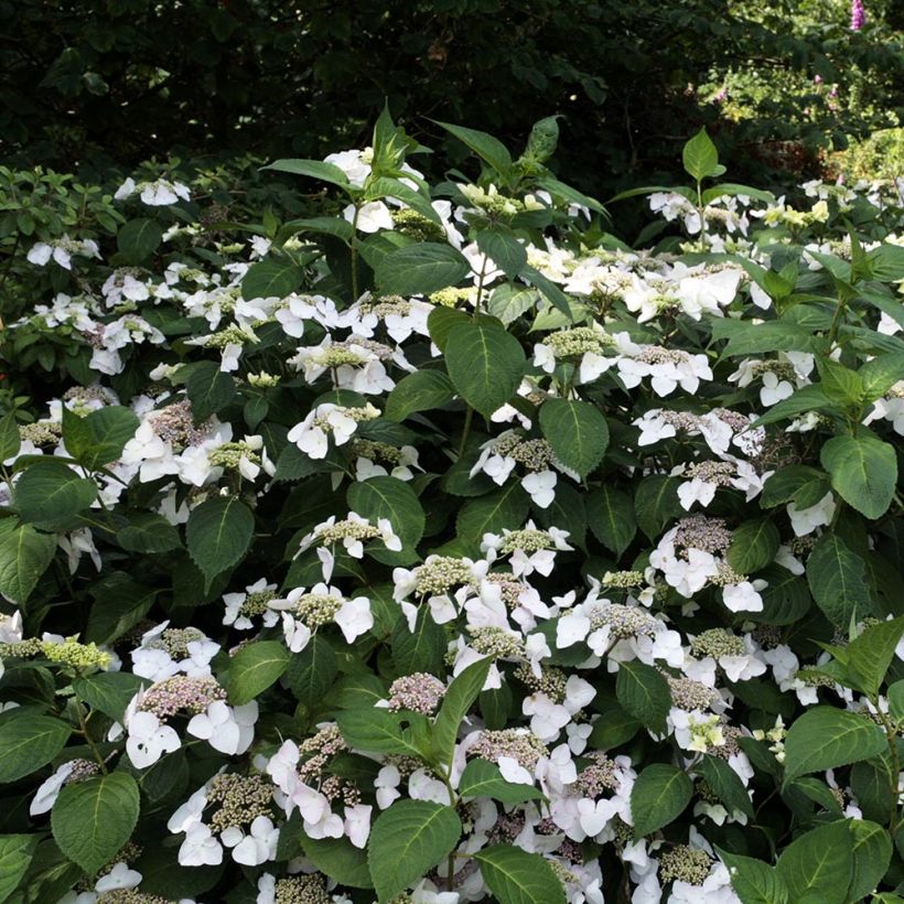 Hortensia macrophylla Veitchii - Hydrangea (Porte)