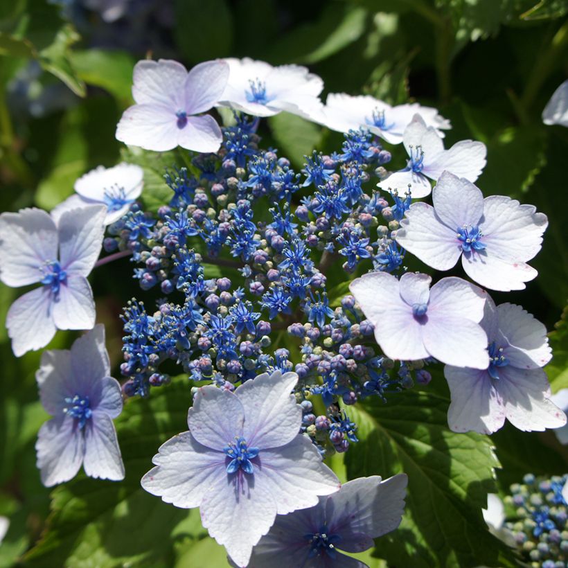 Hortensia macrophylla Blue wave - Hydrangea (Floración)