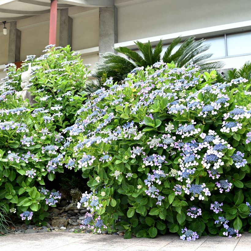 Hortensia macrophylla Blue wave - Hydrangea (Porte)